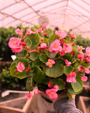 Begonia